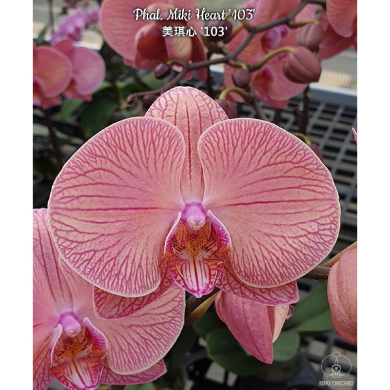 Орхидея Phal. Miki Heart 103 - купить, доставка Украина